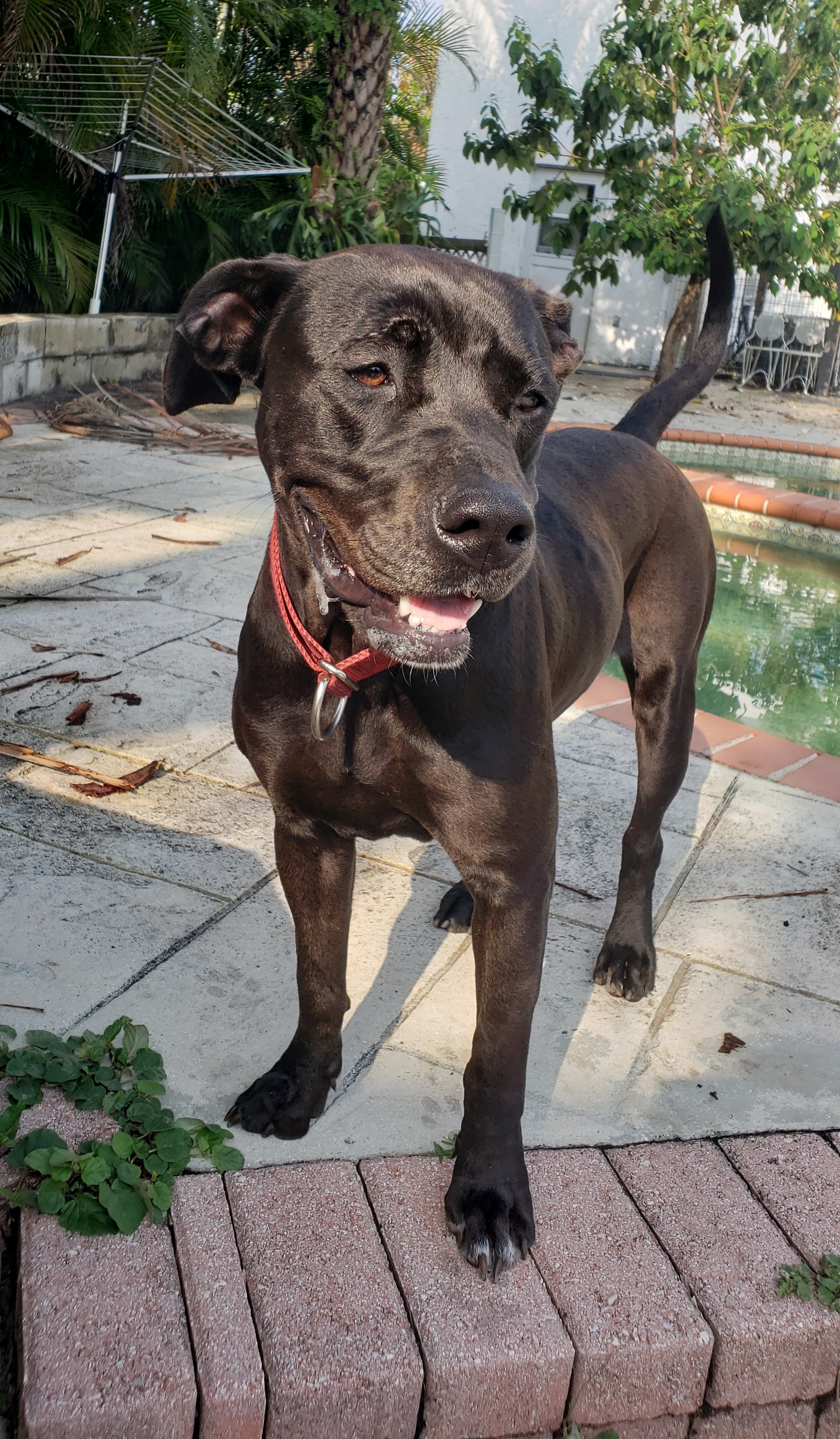 Enlarge Posey please read full bio first thanks, a Adoptable mixed breed in West Palm Beach, FL image 3/10