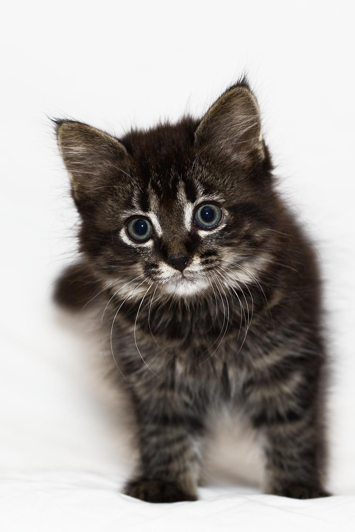 Lumen, adopted, Young Female Domestic Medium Hair.