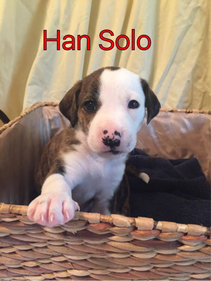 Brit's pup Han Solo, a Adopted Beagle in Tampa, FL image 1/2