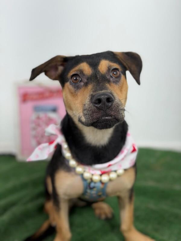 Liv-One of our Amazing Rescue Dogs photo