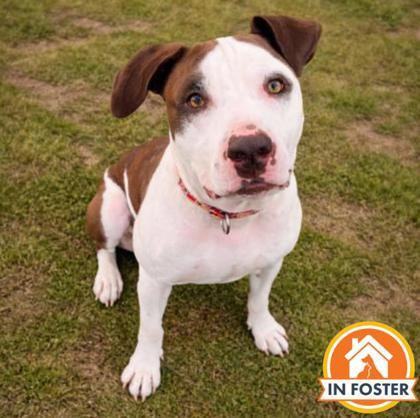 Enlarge Drew, a Adoptable mixed breed in Merriam, KS image 1/3