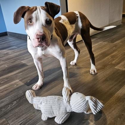 Enlarge Drew, a Adoptable mixed breed in Merriam, KS image 2/3
