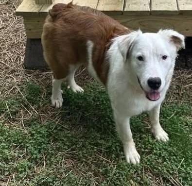 Piper #5215, Adoptable, Young Female Australian Shepherd.