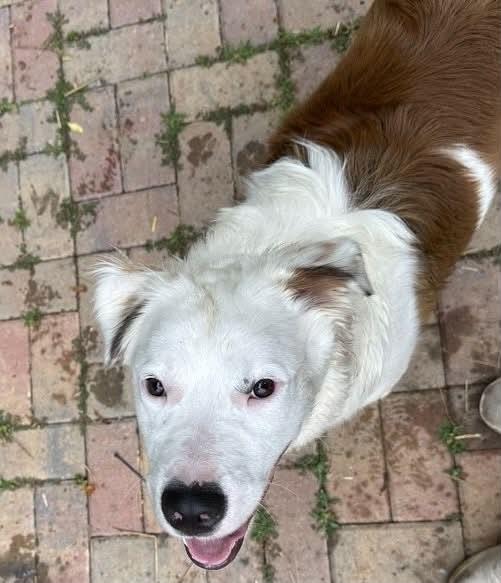 Piper #5215, a Adoptable Australian Shepherd in Charlotte, NC image 2/4