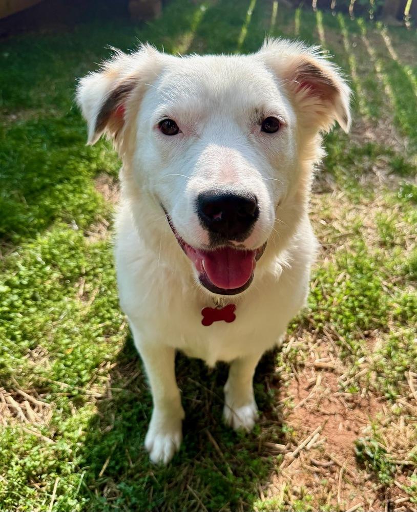 Piper #5215, a Adoptable Australian Shepherd in Charlotte, NC image 3/4