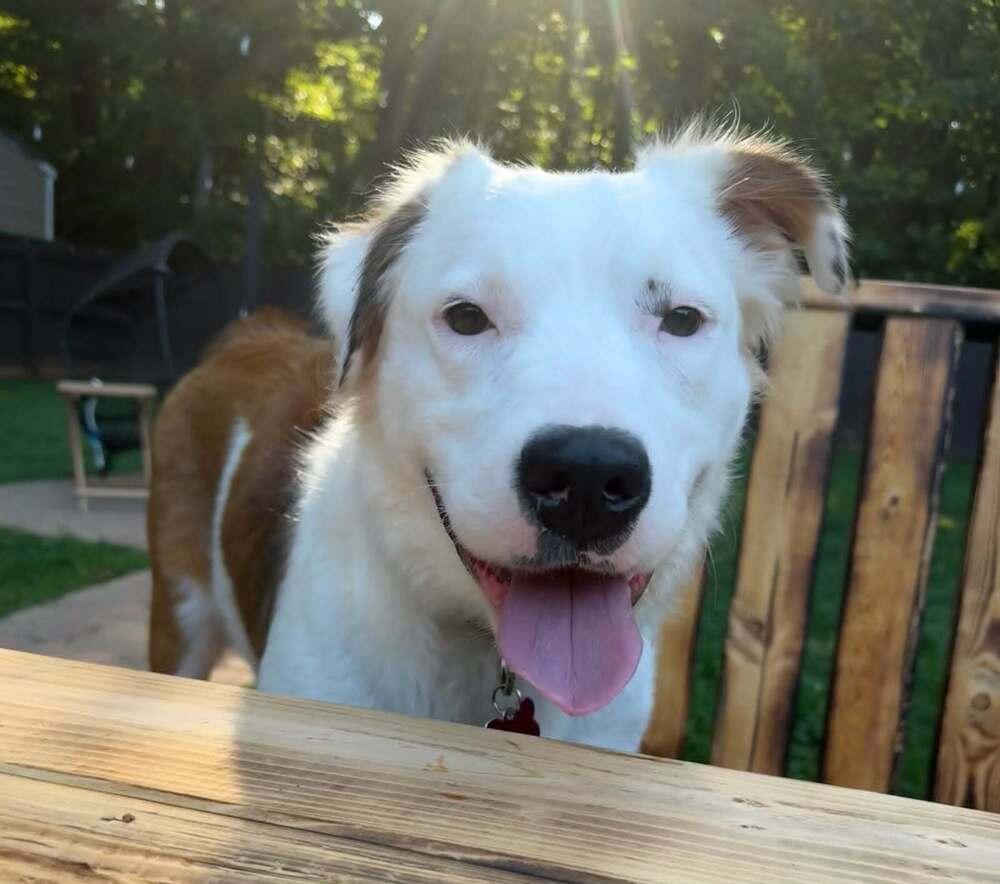Enlarge Piper #5215, a Adoptable Australian Shepherd in Charlotte, NC image 2/5