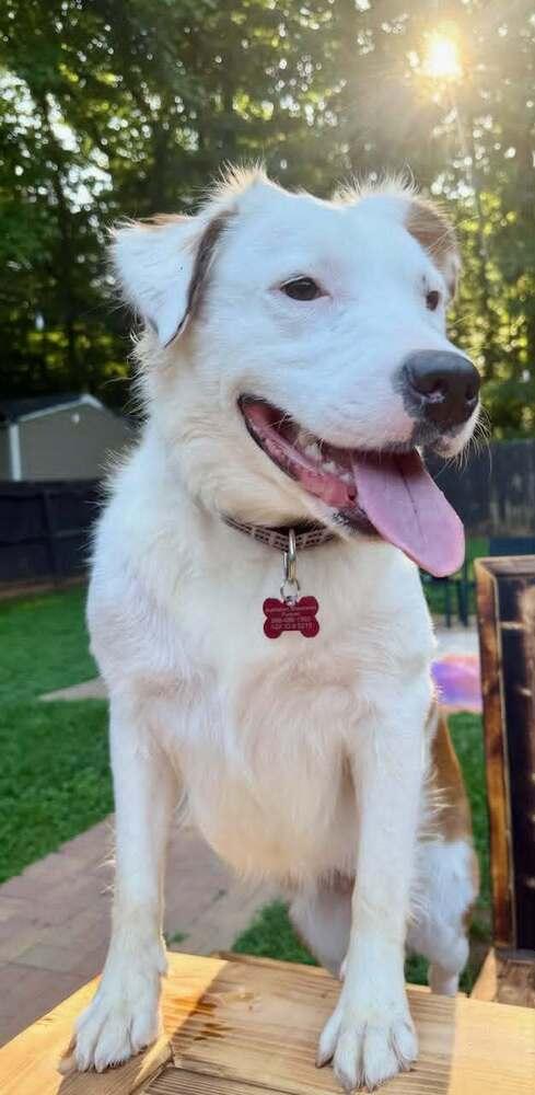 Enlarge Piper #5215, a Adoptable Australian Shepherd in Charlotte, NC image 3/5