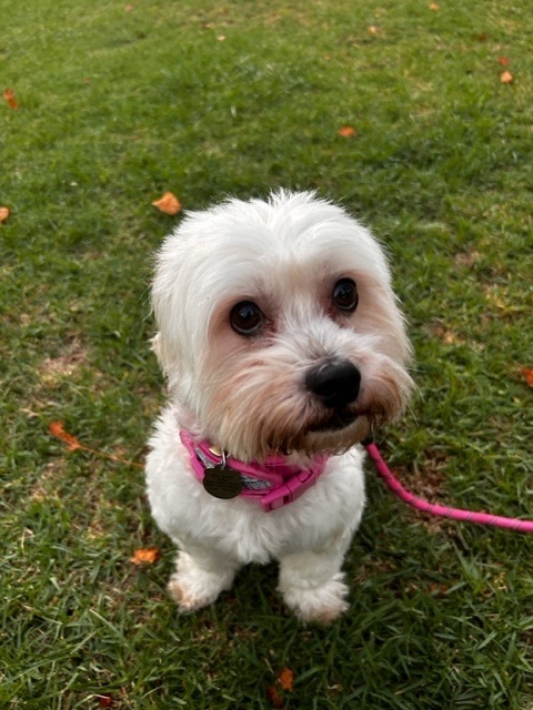 Maizie, Adopted, Young Female Maltese.