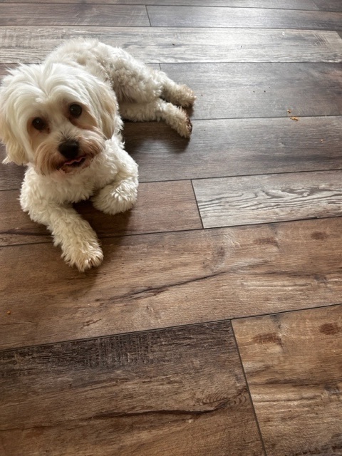 Maizie, a Adopted Maltese in Calabasas, CA image 3/6