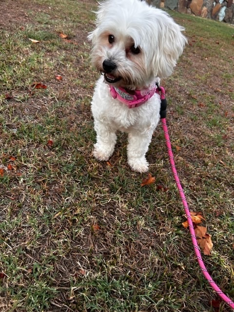 Maizie, a Adopted Maltese in Calabasas, CA image 4/6