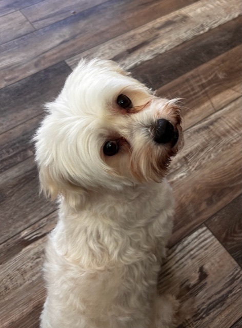 Maizie, a Adopted Maltese in Calabasas, CA image 5/6