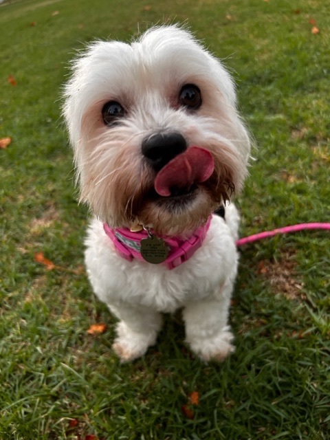 Maizie, a Adopted Maltese in Calabasas, CA image 6/6
