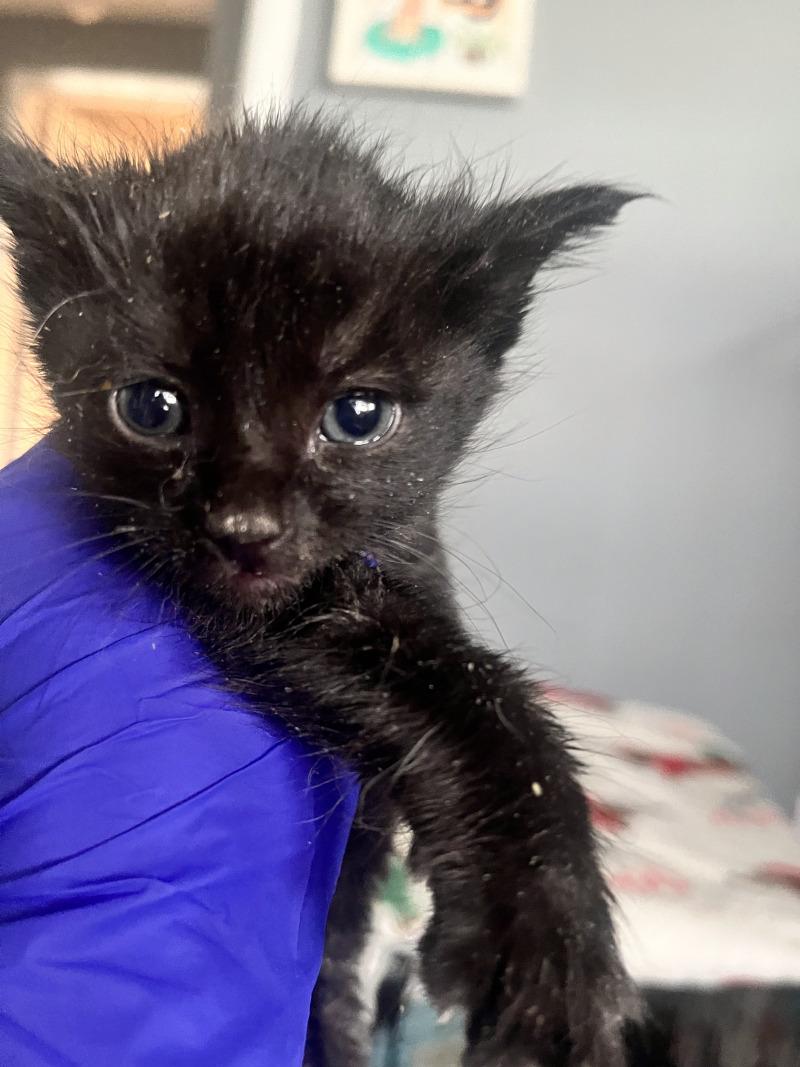 Willy Nelson, a Adoptable American Shorthair in Kennewick, WA image 1/6