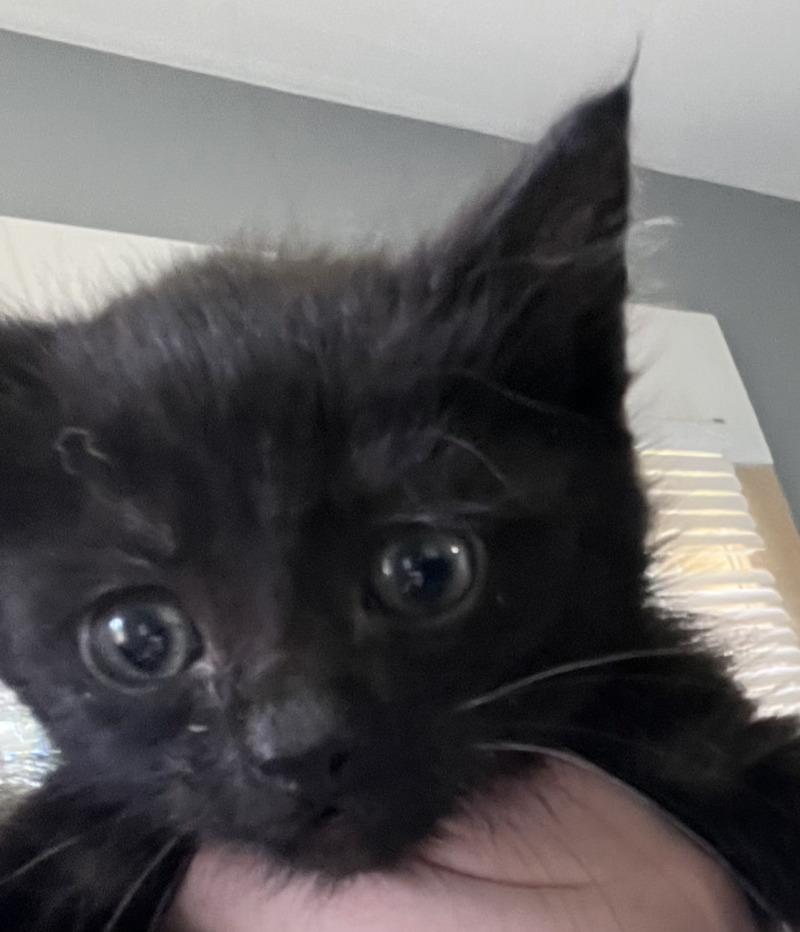 Willy Nelson, a Adoptable American Shorthair in Kennewick, WA image 2/6