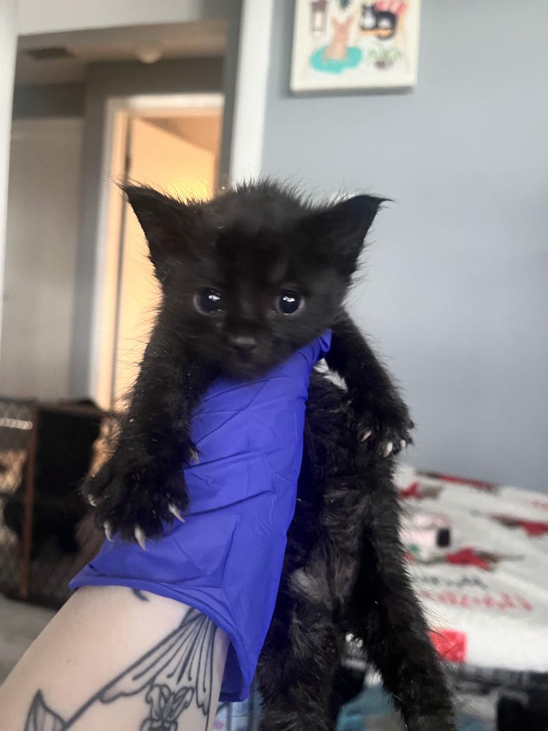 Willy Nelson, a Adoptable American Shorthair in Kennewick, WA image 3/6