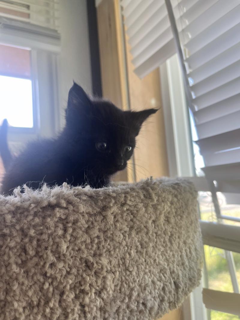 Willy Nelson, a Adoptable American Shorthair in Kennewick, WA image 4/6