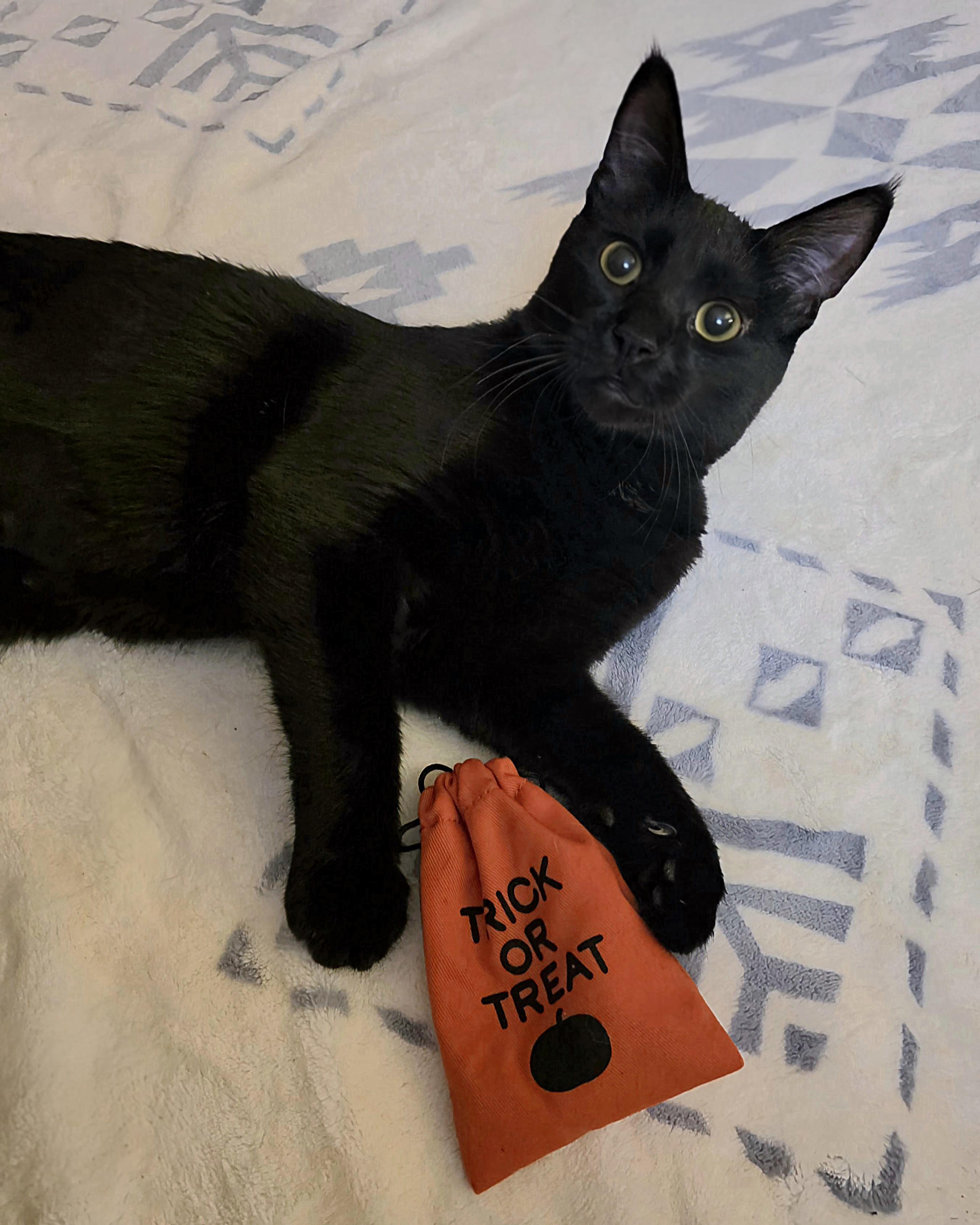 Willy Nelson, a Adoptable American Shorthair in Kennewick, WA image 5/6