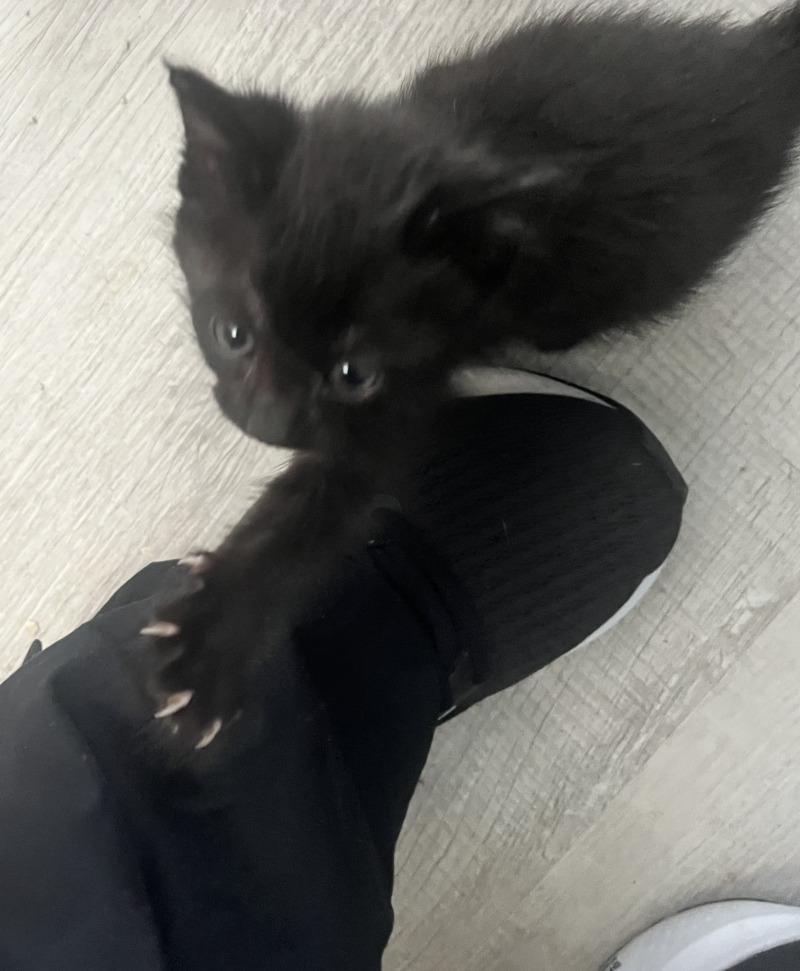 Willy Nelson, a Adoptable American Shorthair in Kennewick, WA image 6/6