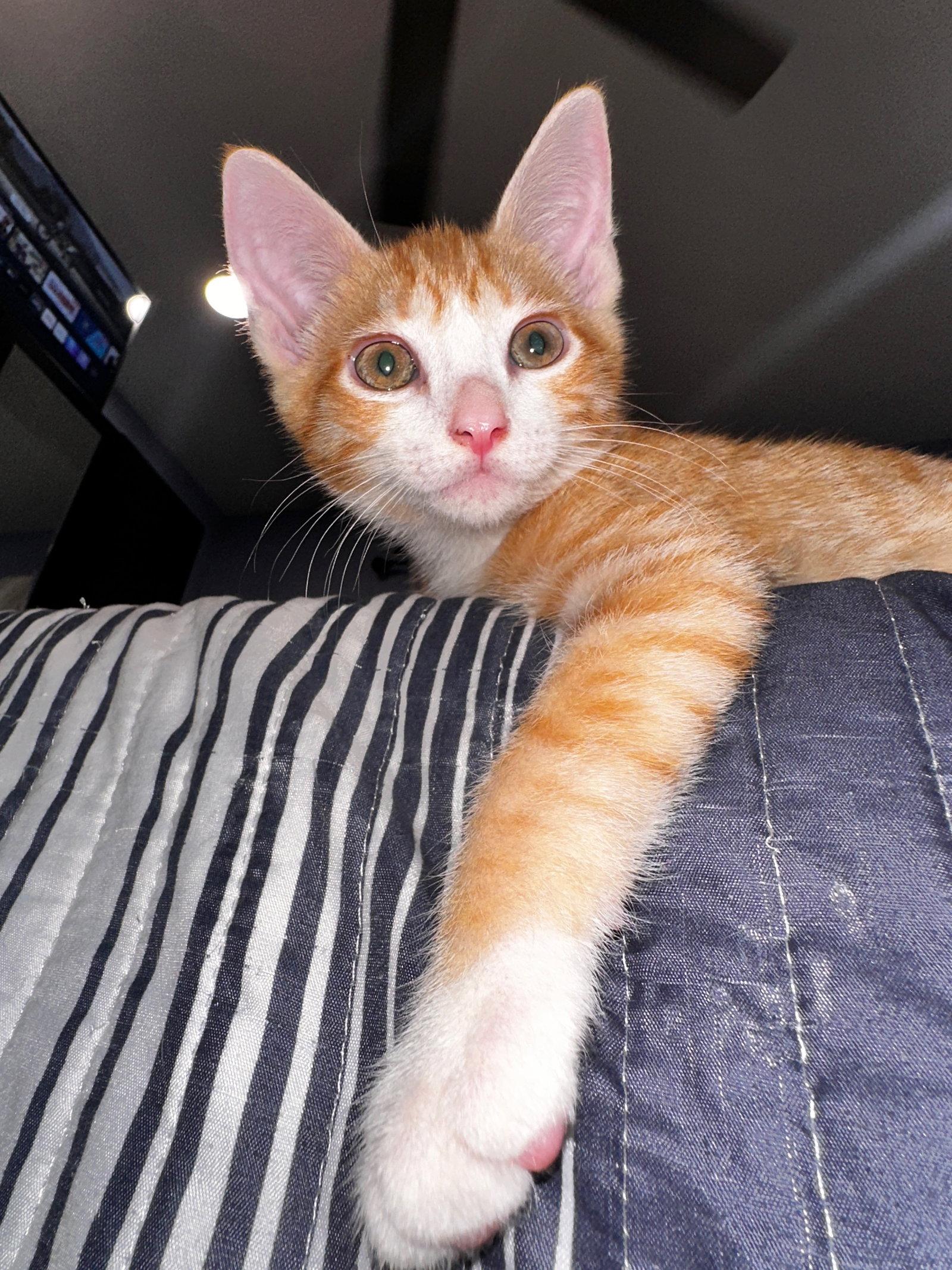 Mandarin, Adopted, Kitten Male Tabby & Domestic Short Hair.
