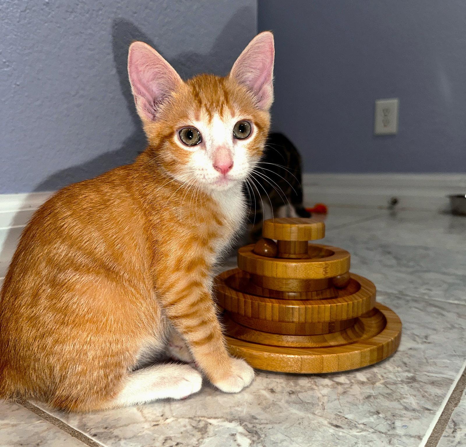 Mandarin, a Adopted mixed breed in Fort Myers, FL image 2/3