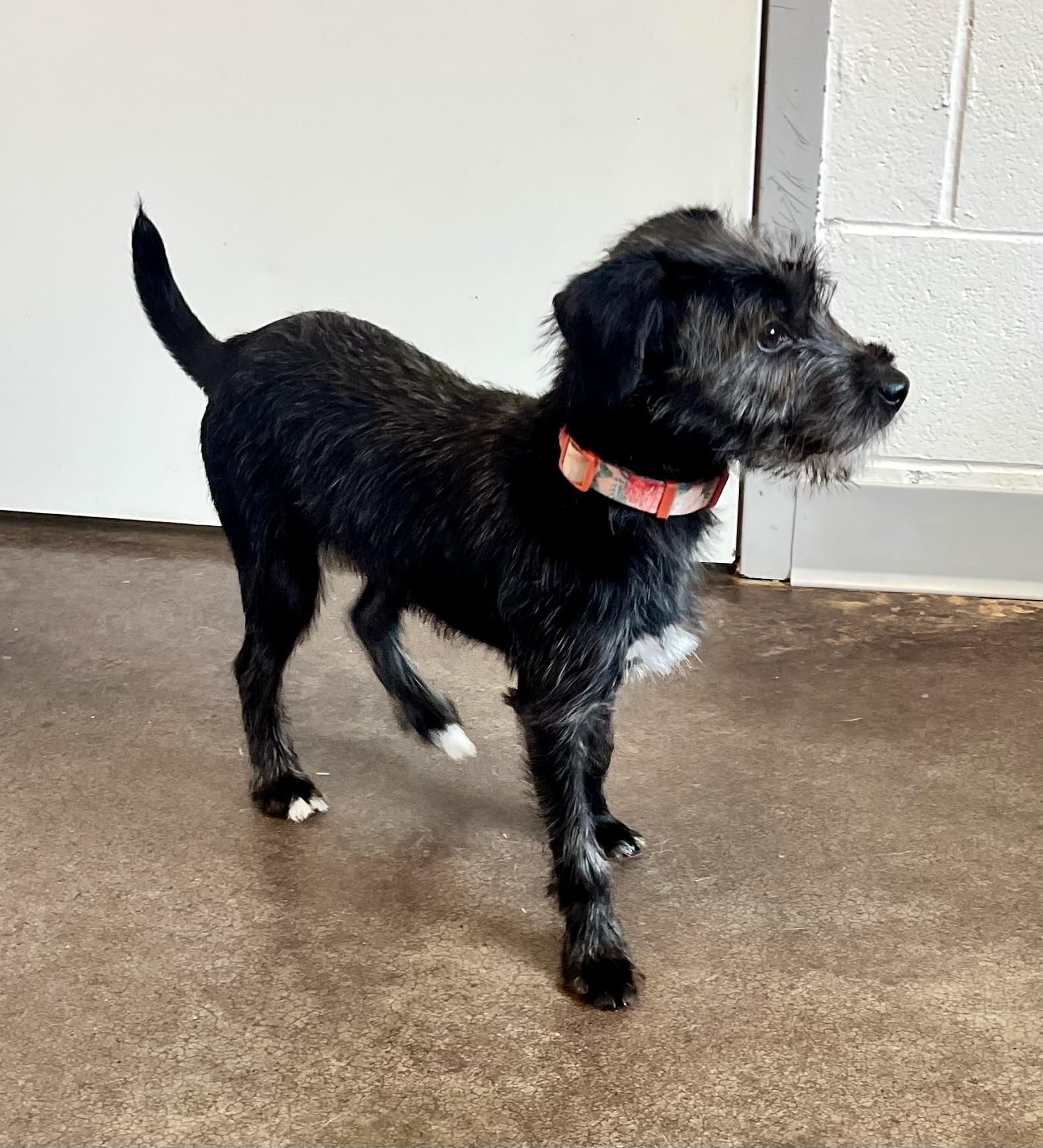 Enlarge Tati, an adopted Schnauzer in Horn Lake, MS image 5/6