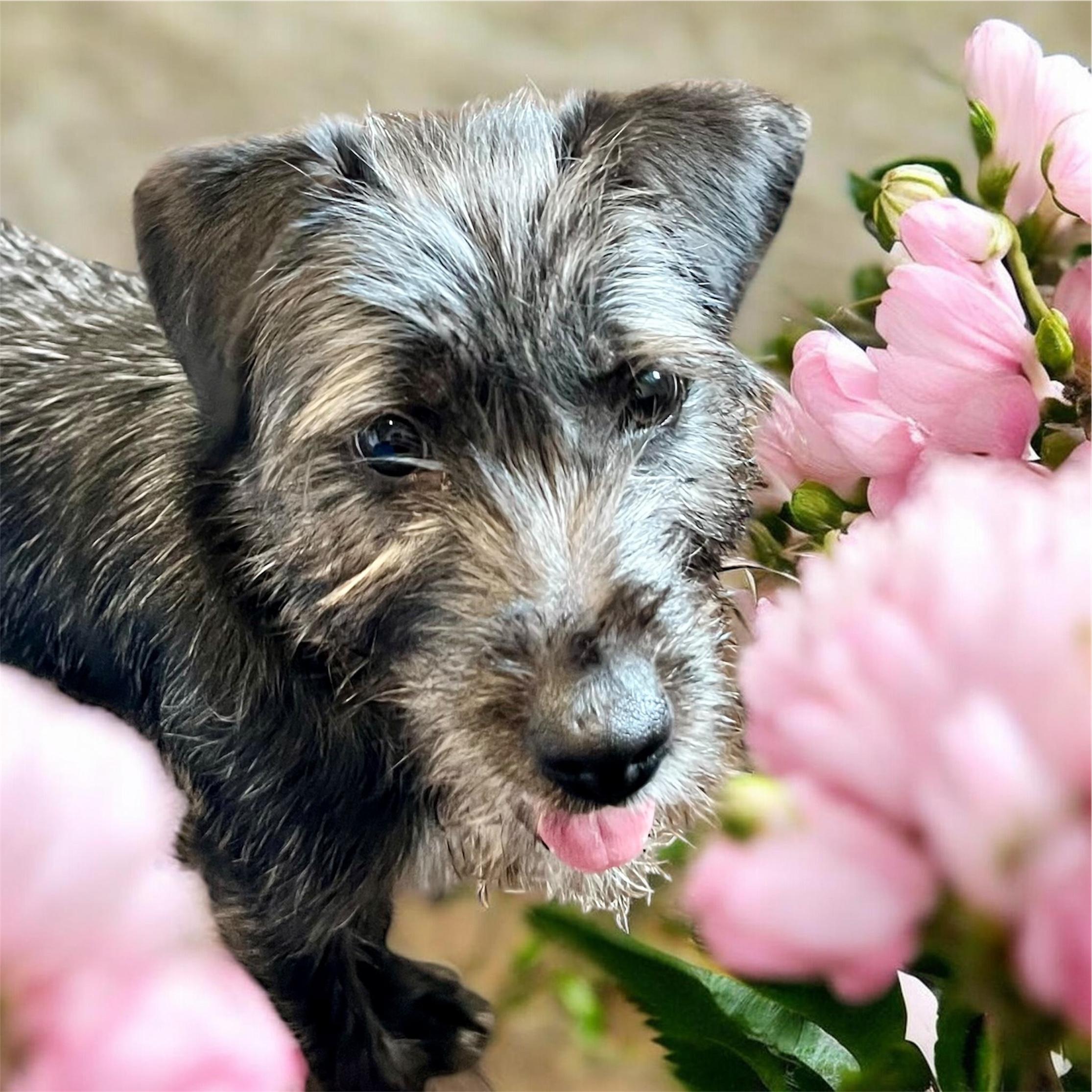 Enlarge Tati, an adopted Schnauzer in Horn Lake, MS image 2/6