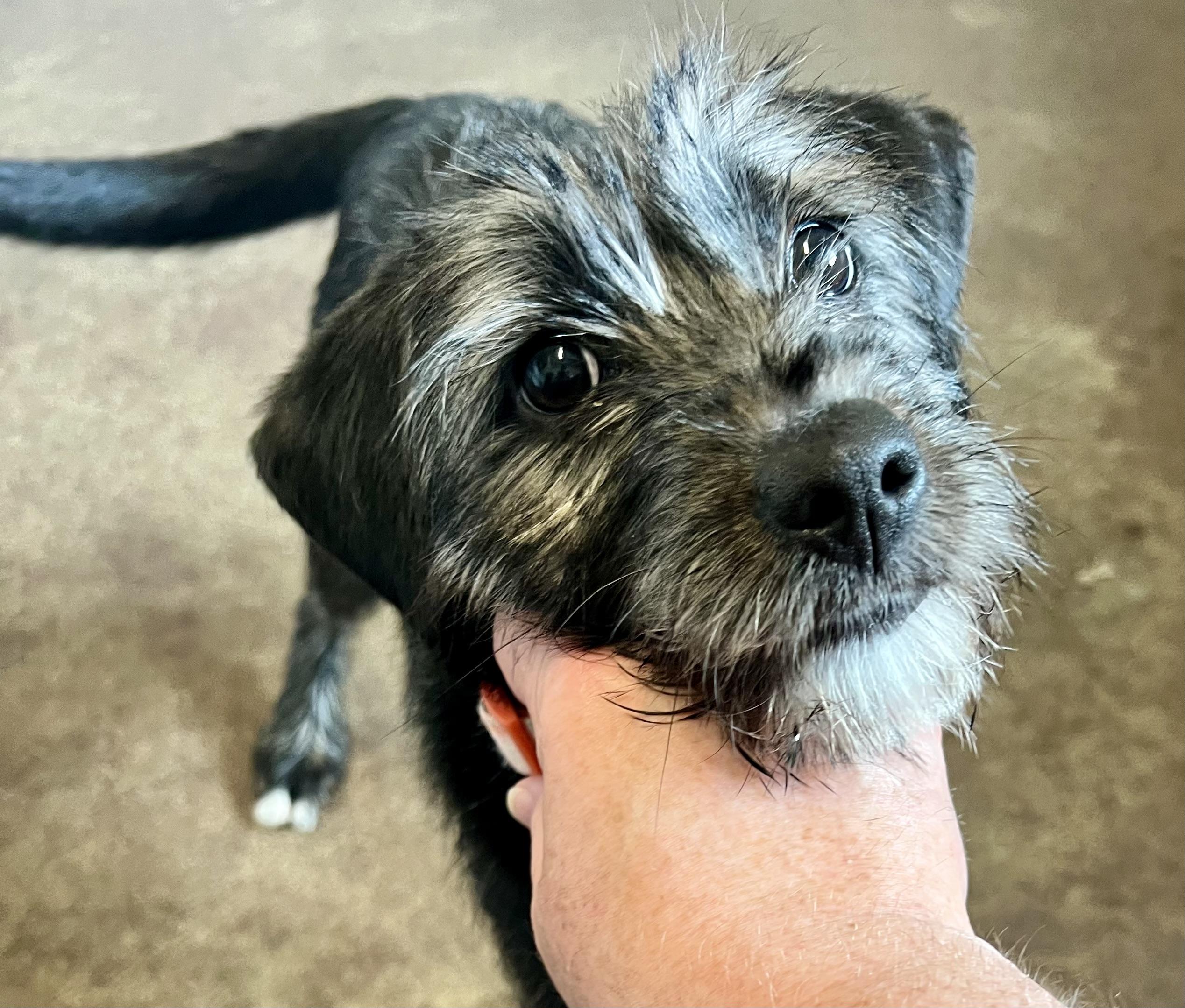 Enlarge Tati, an adopted Schnauzer in Horn Lake, MS image 4/6