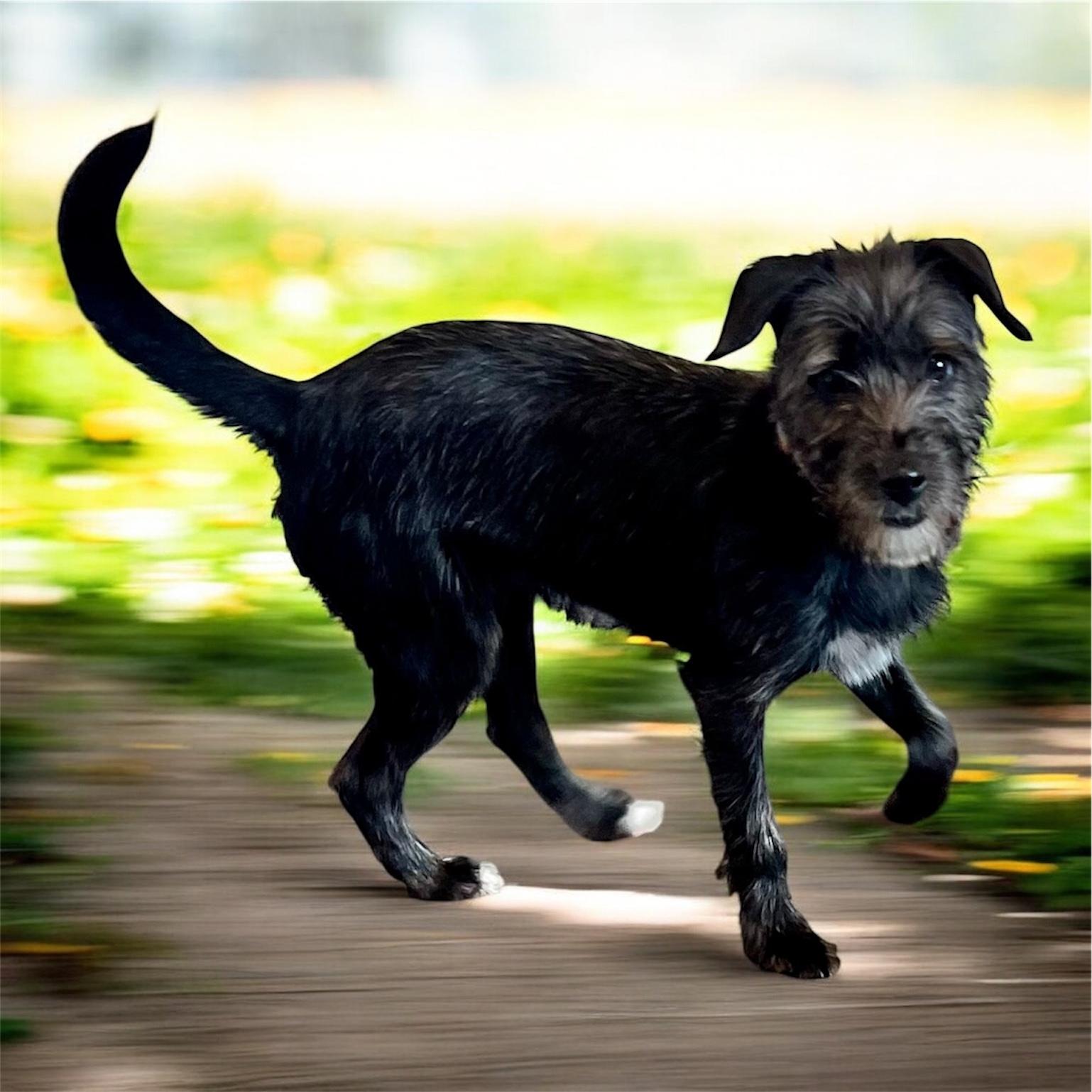 Enlarge Tati, an adopted Schnauzer in Horn Lake, MS image 3/6