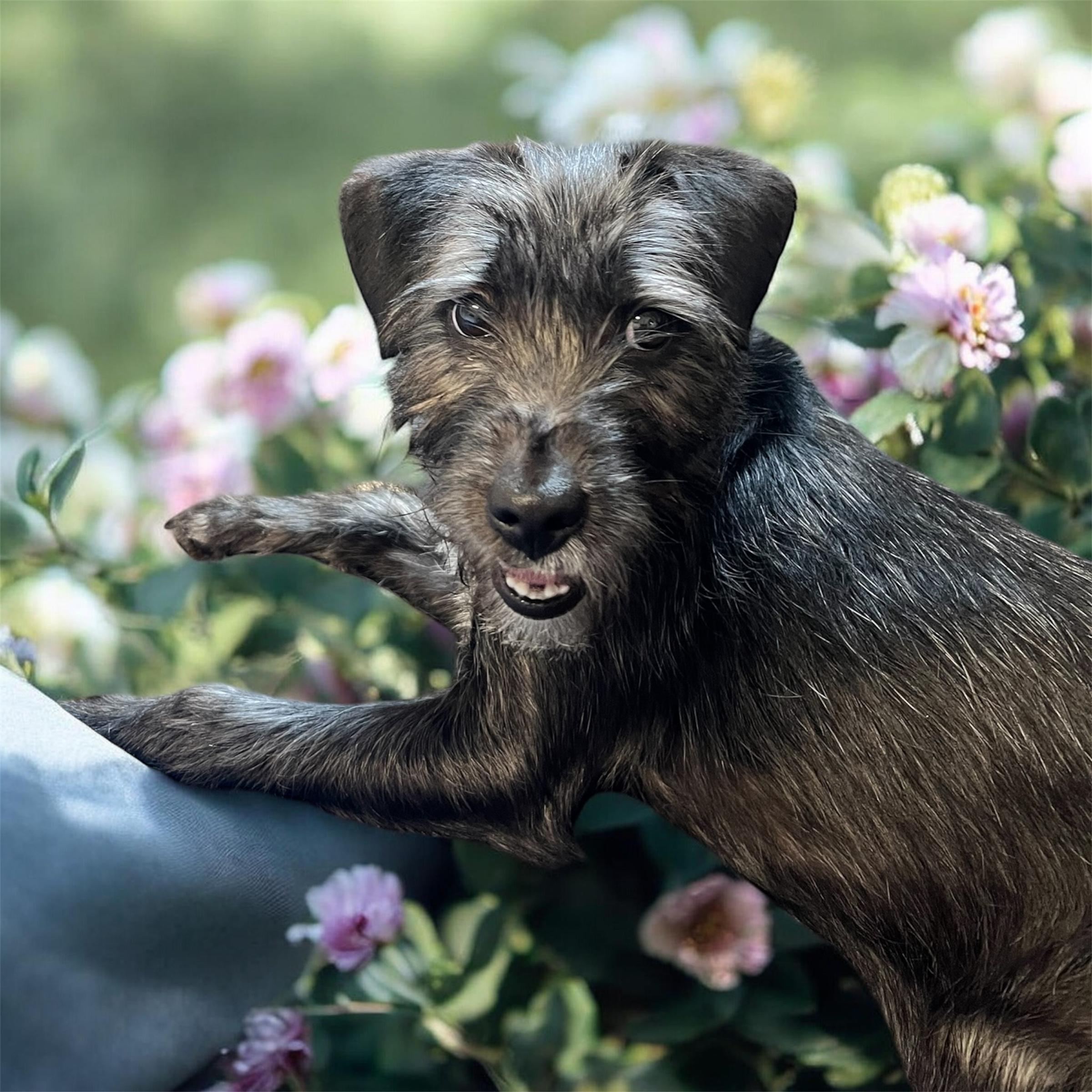 Enlarge Tati, an adopted Schnauzer in Horn Lake, MS image 1/6
