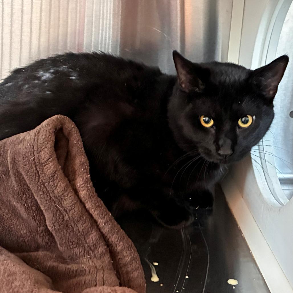 Enlarge Phantom, a Adoptable Domestic Short Hair in Norman, OK image 1/1