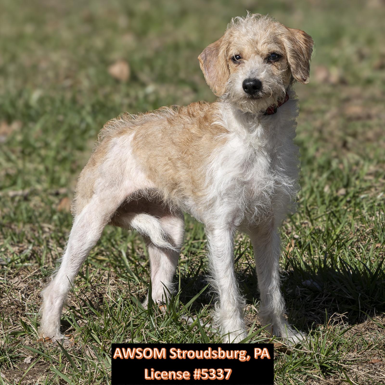 Enlarge Lily, an adopted mixed breed in Stroudsburg, PA image 2/3