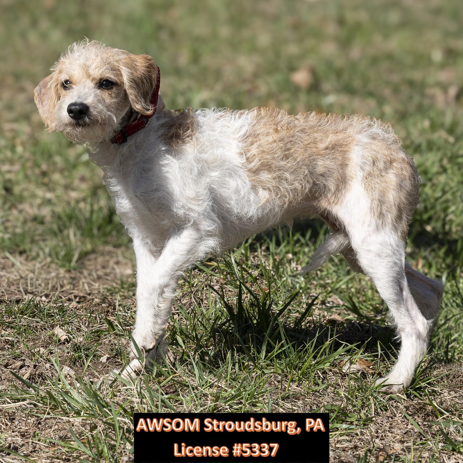 Enlarge Lily, an adopted mixed breed in Stroudsburg, PA image 3/3