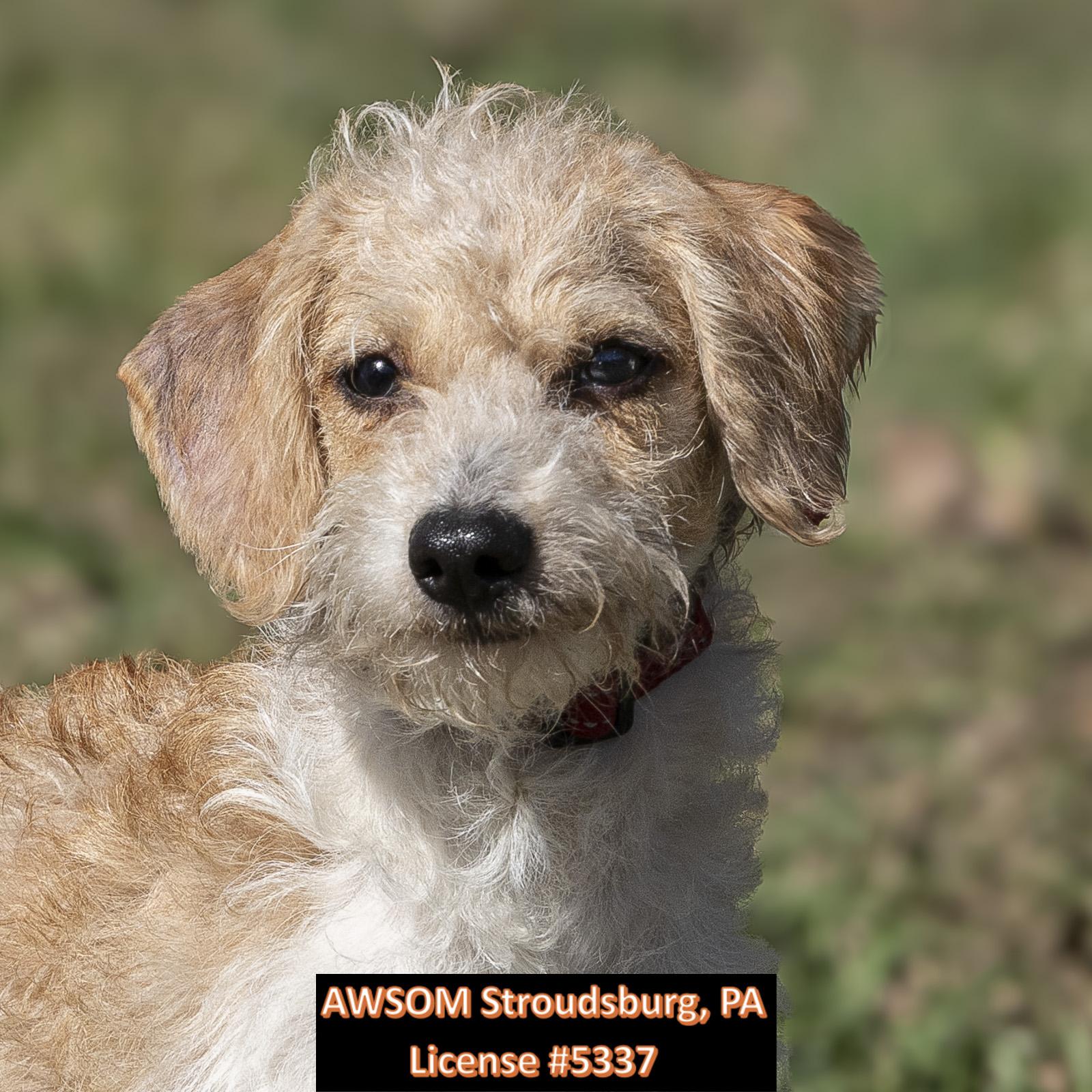 Lily, adopted, Young Female Fox Terrier.