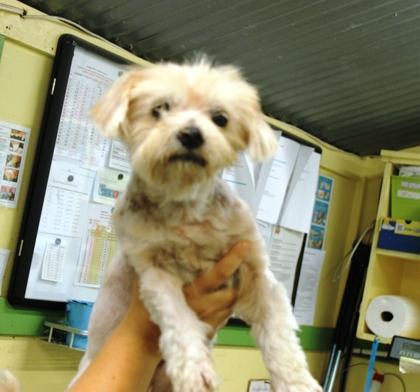 Supaw Star, Adoptable, Young Female Yorkshire Terrier & Poodle.