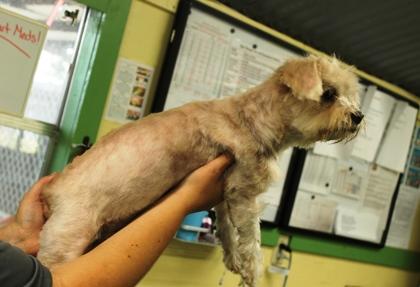 Enlarge Supaw Star, a Adoptable mixed breed in Picayune, MS image 2/3
