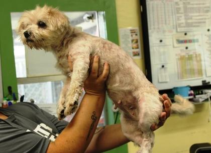 Enlarge Supaw Star, a Adoptable mixed breed in Picayune, MS image 3/3