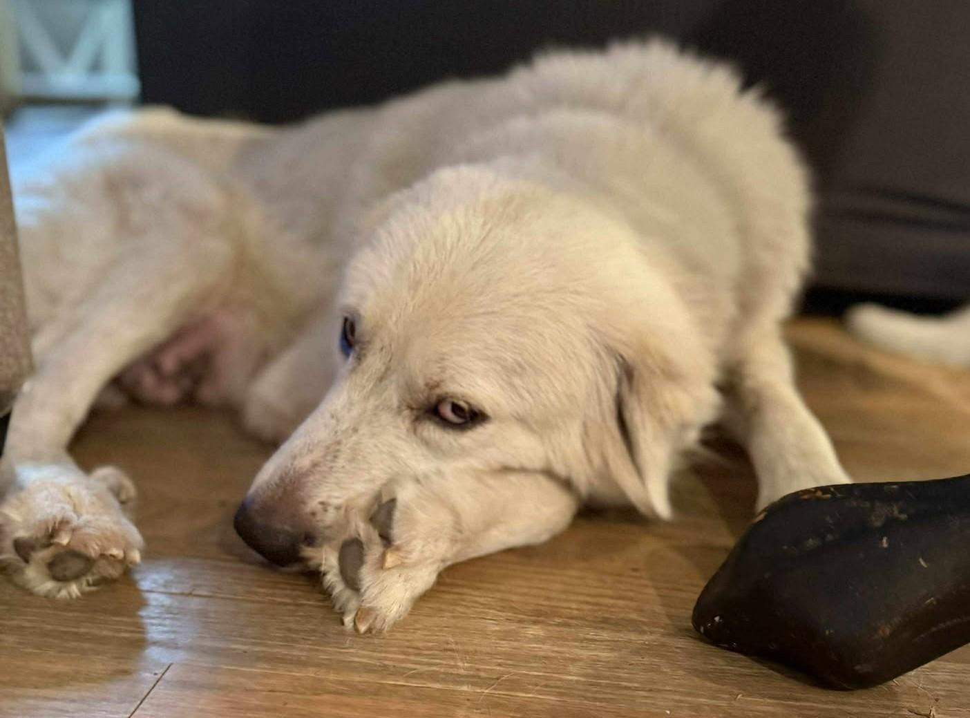 Kotten, Adoptable, Adult Female Great Pyrenees.