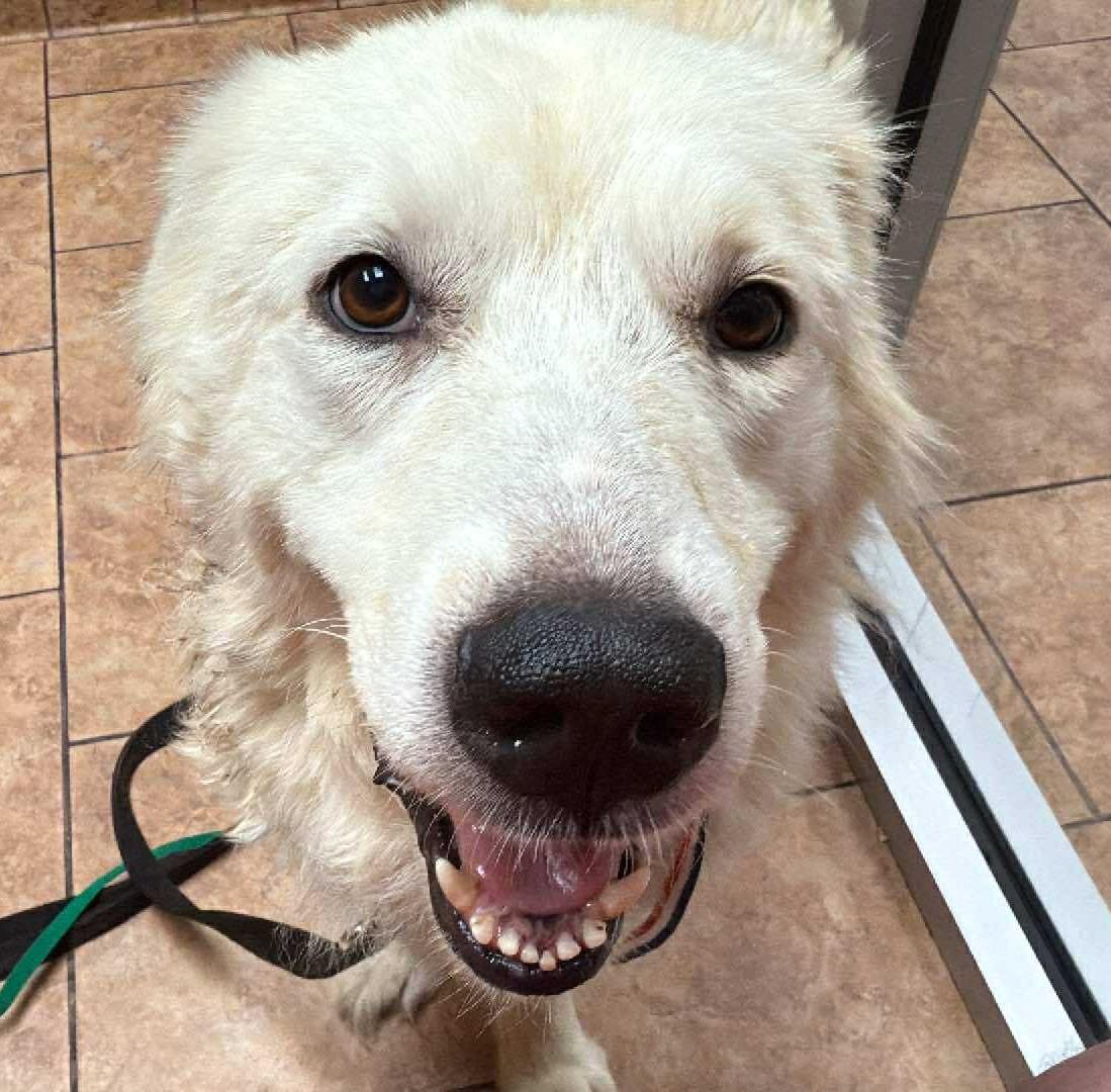 Kotten, a Adoptable Great Pyrenees in Kiowa, OK image 2/6