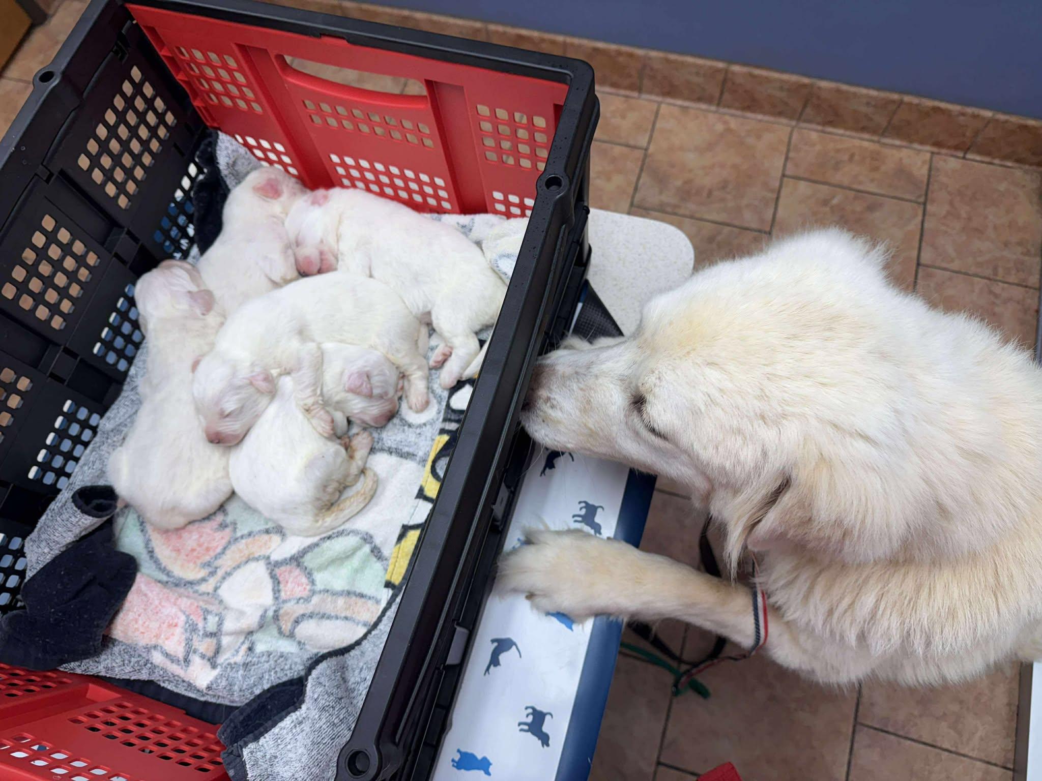 Kotten, a Adoptable Great Pyrenees in Kiowa, OK image 3/6