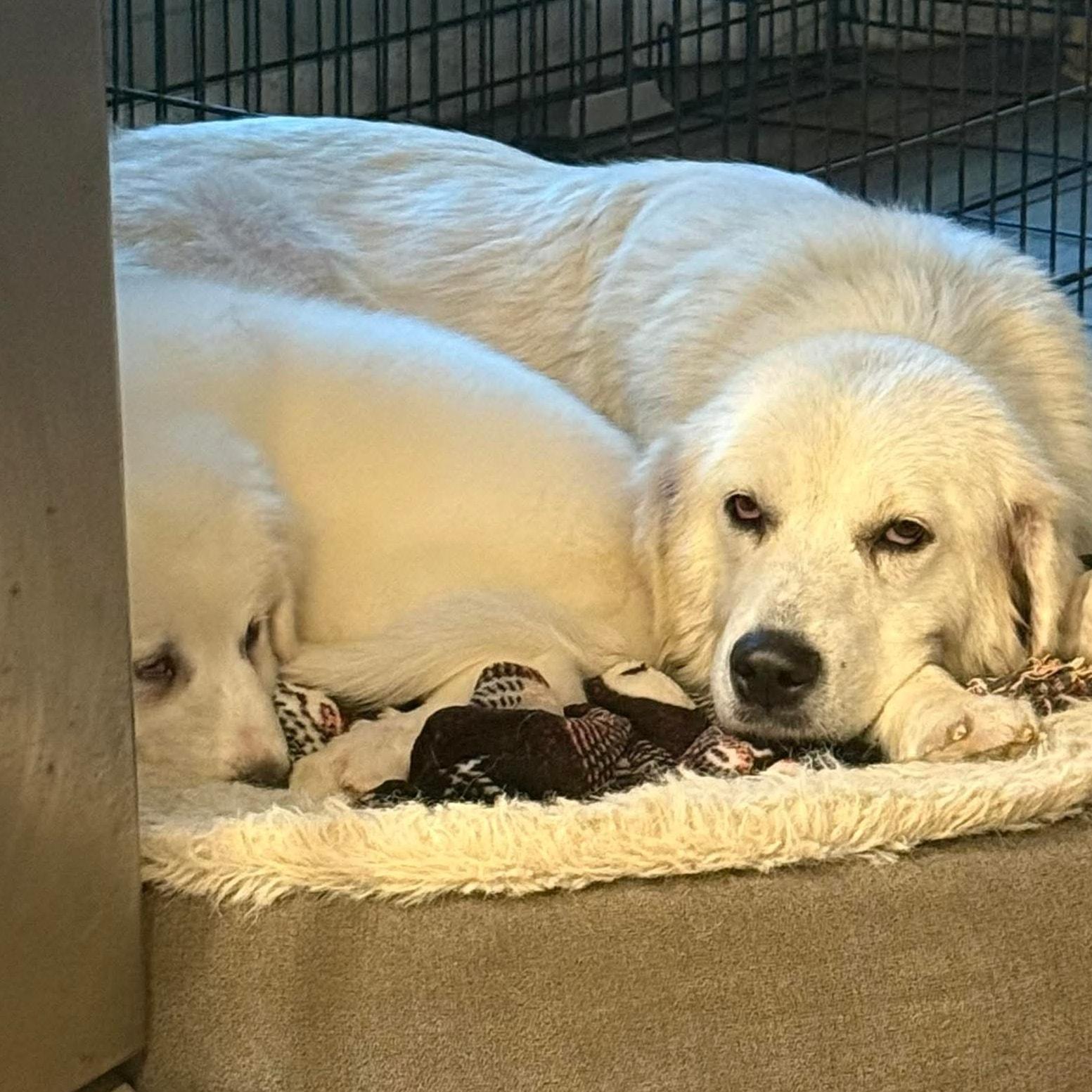 Kotten, a Adoptable Great Pyrenees in Kiowa, OK image 4/6