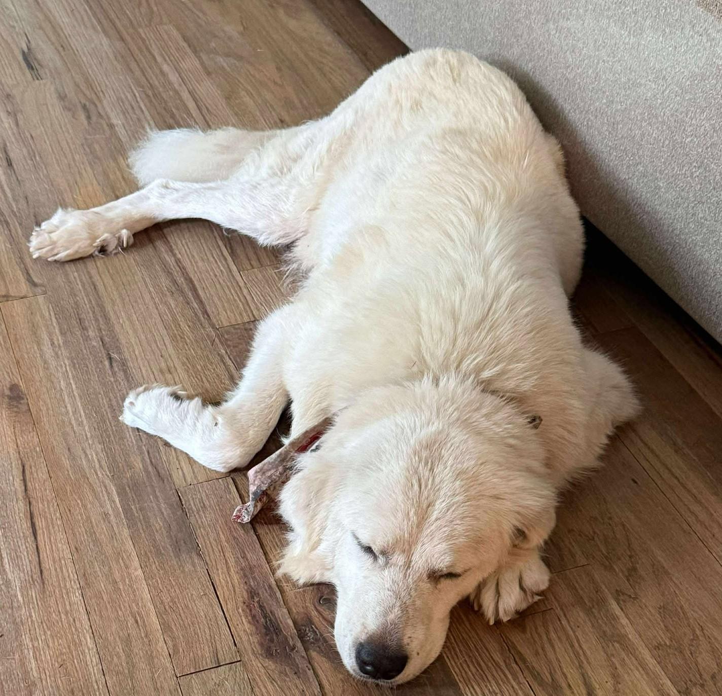 Kotten, a Adoptable Great Pyrenees in Kiowa, OK image 5/6