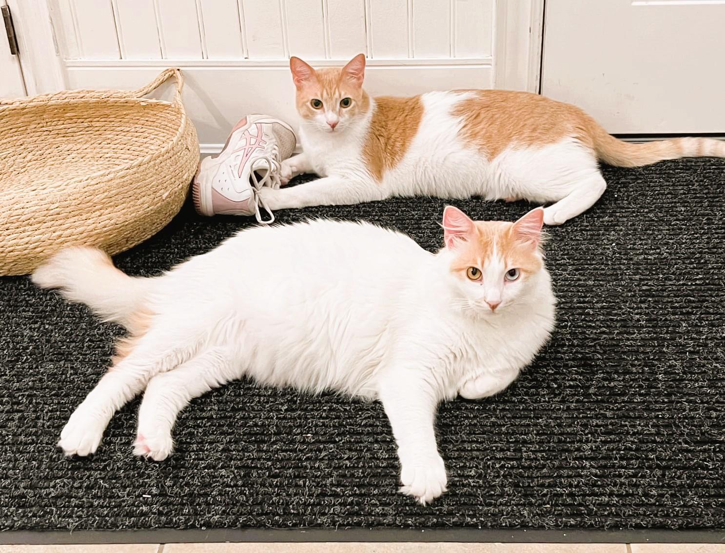 The MaMa's Boys - bonded brothers - foster to adopt photo 4