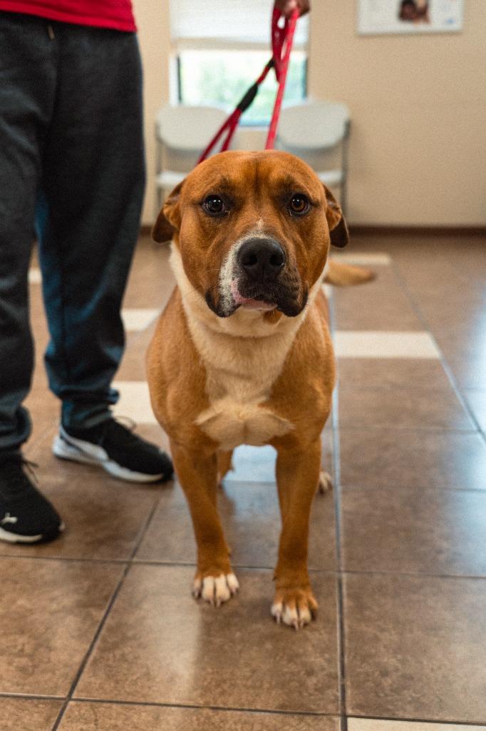 No Creek Rd 3(The Dude), a Adoptable mixed breed in Mocksville, NC image 1/5