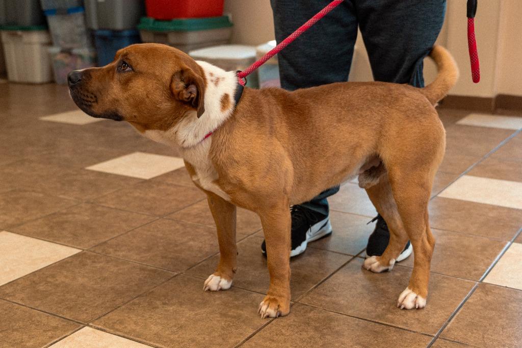 No Creek Rd 3(The Dude), a Adoptable mixed breed in Mocksville, NC image 2/5