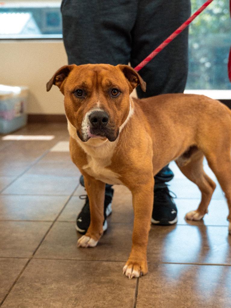 No Creek Rd 3(The Dude), a Adoptable mixed breed in Mocksville, NC image 3/5