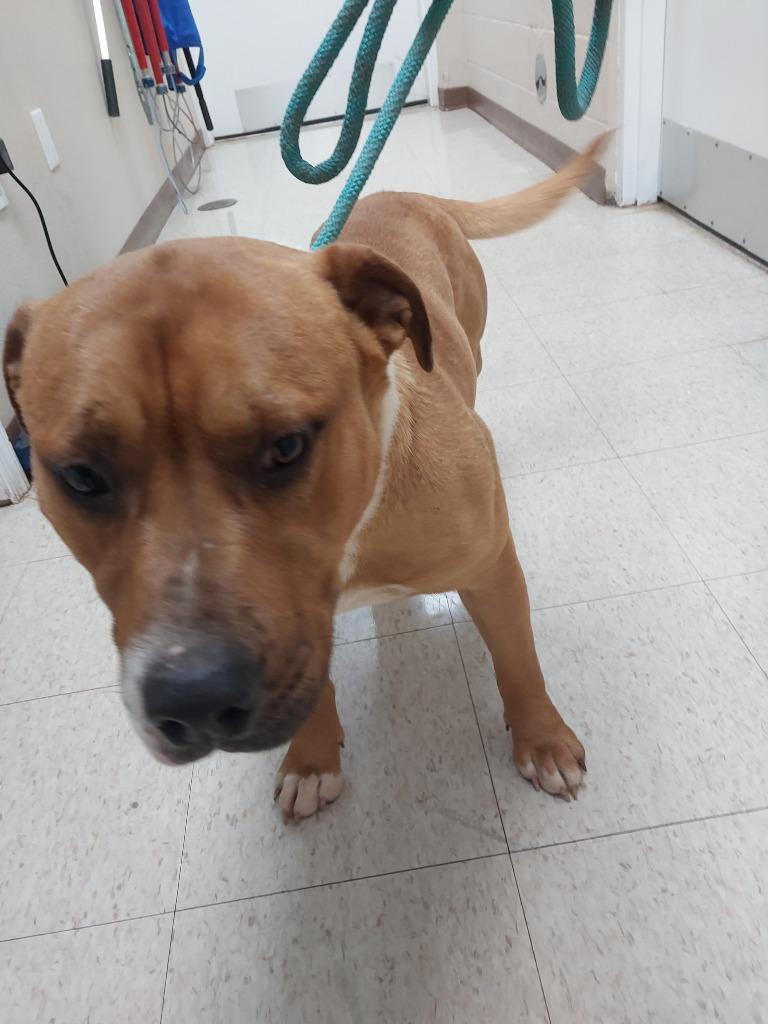 No Creek Rd 3(The Dude), Adoptable, Young Male Pit Bull Terrier.