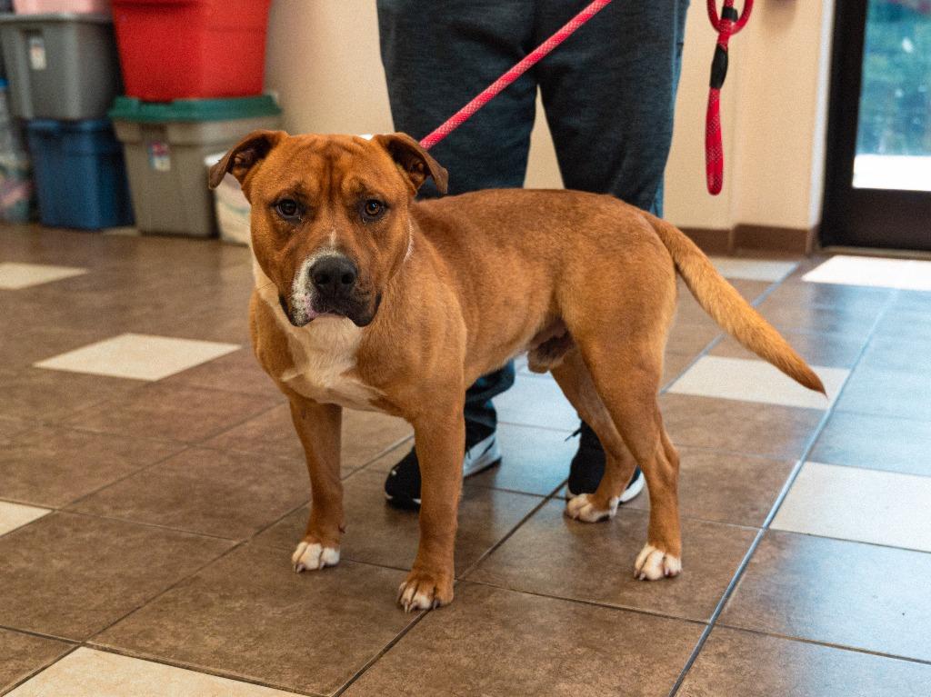 No Creek Rd 3(The Dude), a Adoptable mixed breed in Mocksville, NC image 5/5
