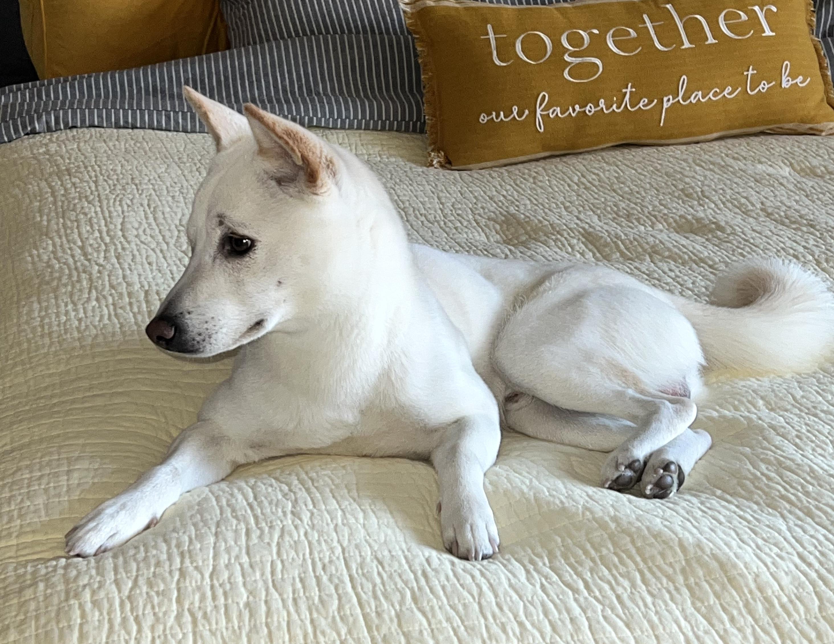 Enlarge Ricky, a ADOPTABLE mixed breed in Brooklyn, NY image 5/5