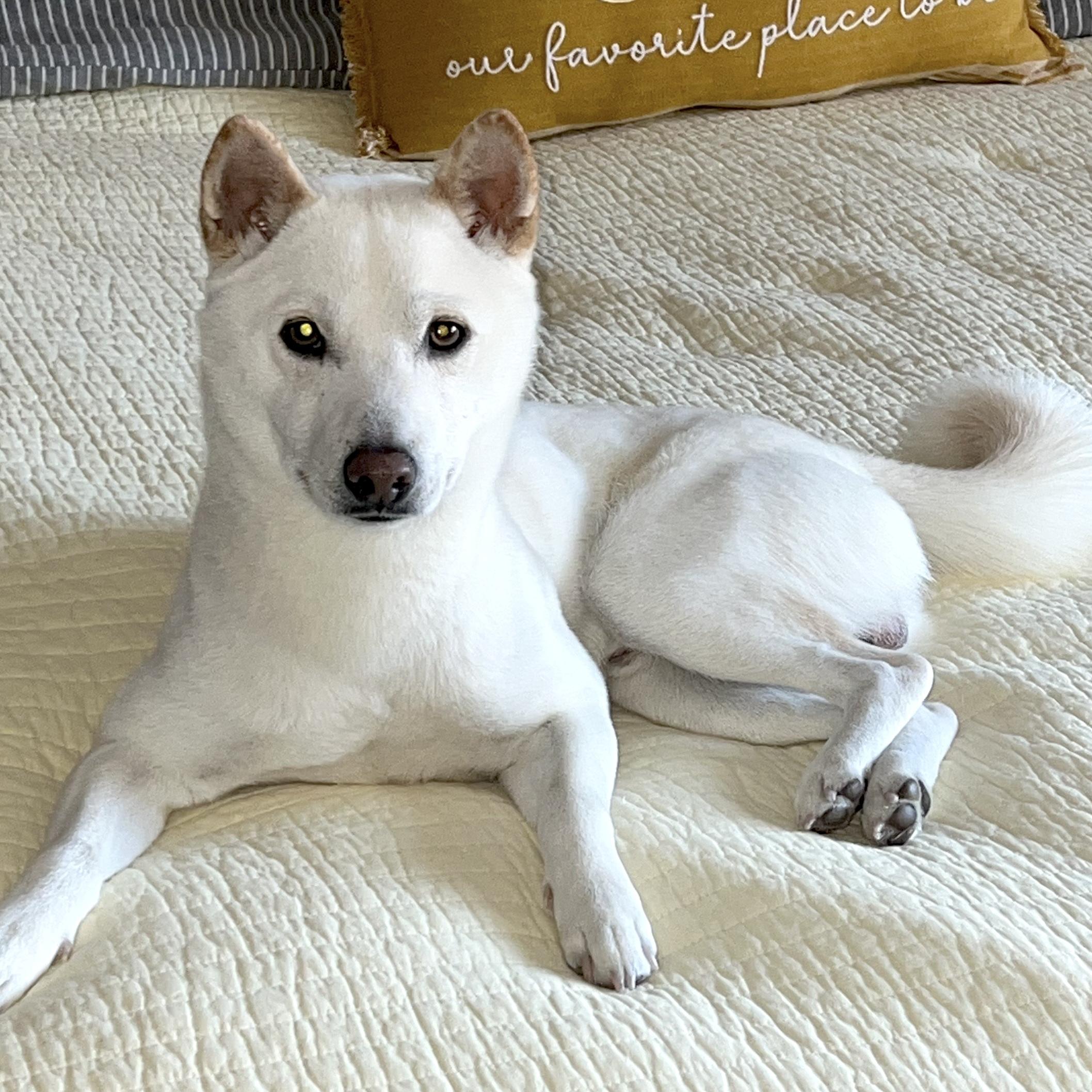 Ricky, ADOPTABLE, Adult Male Shiba Inu.