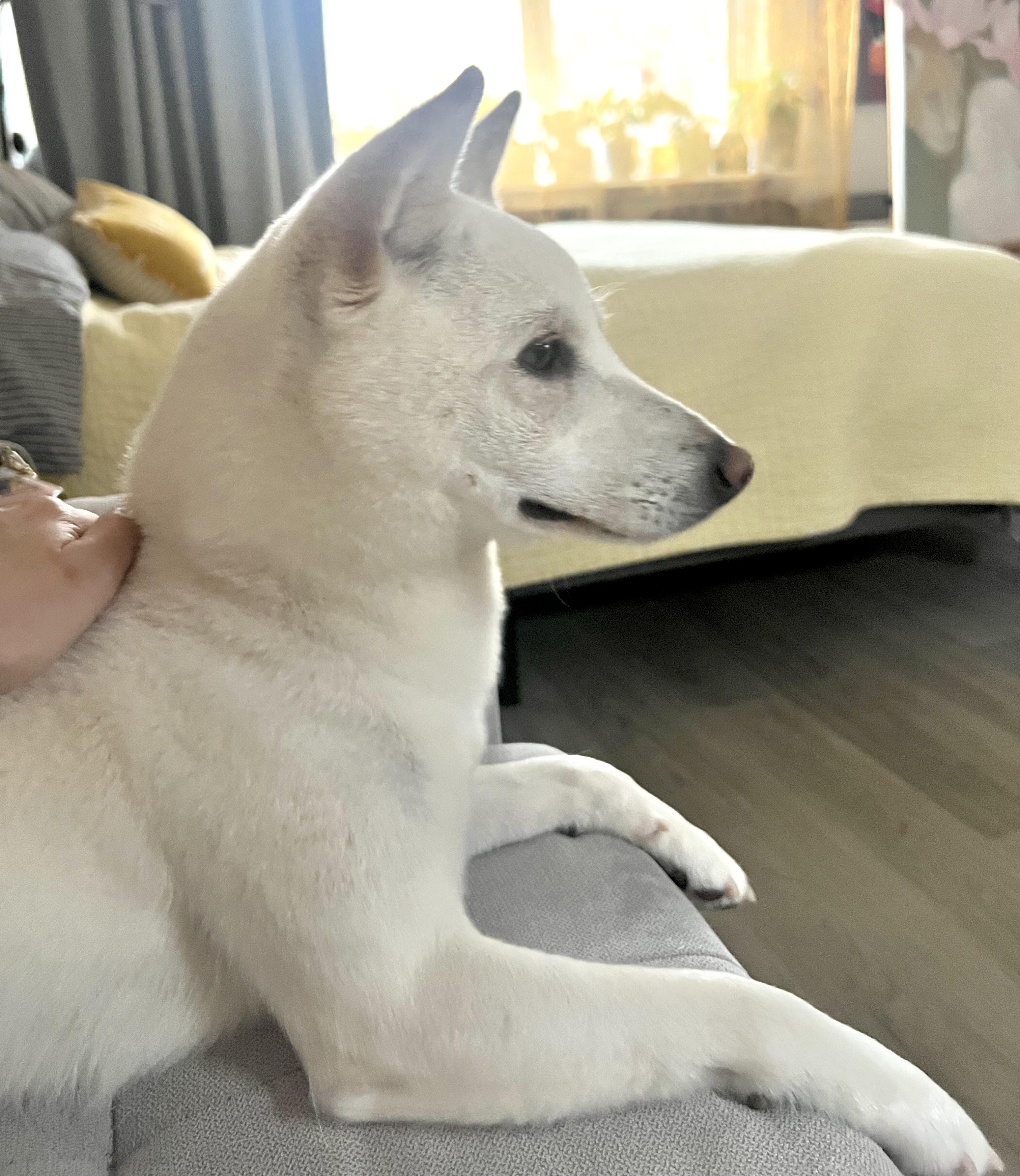 Enlarge Ricky, a ADOPTABLE mixed breed in Brooklyn, NY image 3/5